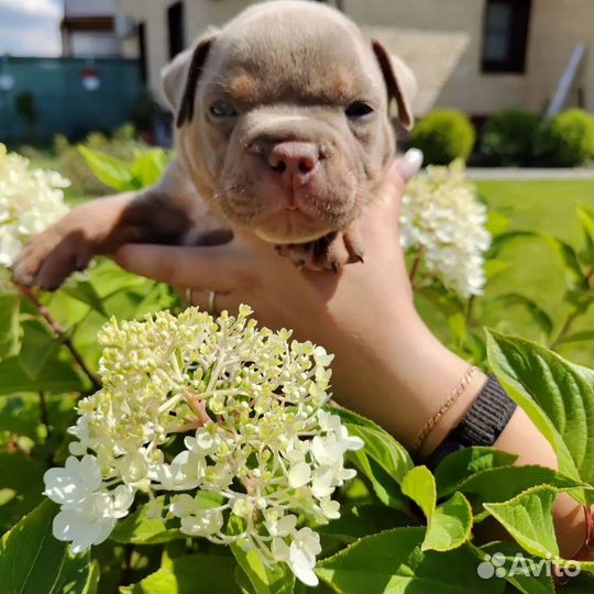 Продам щенка