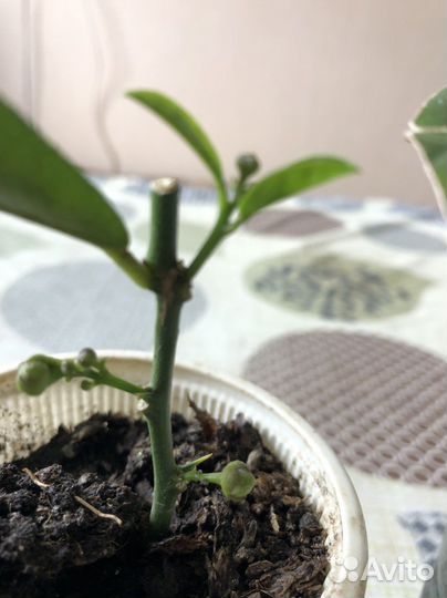 Лимон плодоносящий