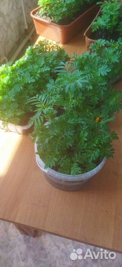 Рассада бархатцы