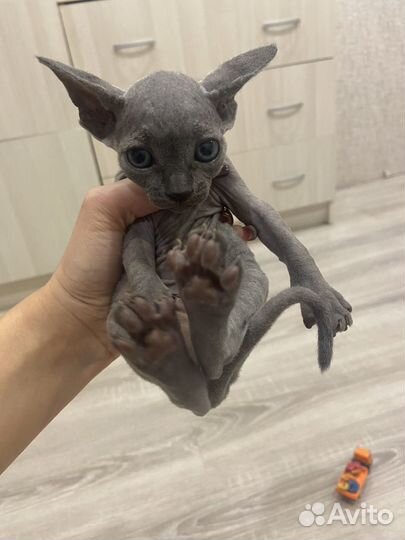 Канадский сфинкс котята