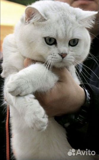 Вязка с британским котом, серебристая шиншилла