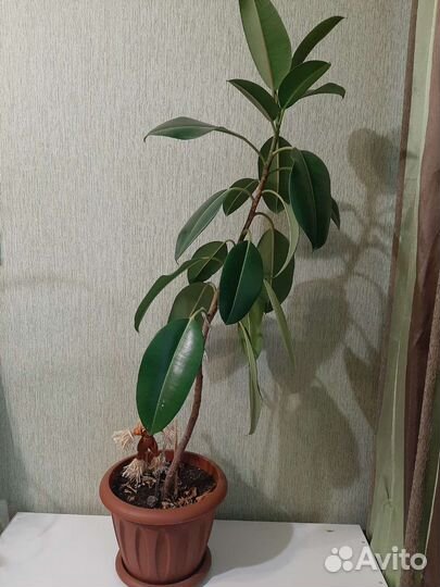 Фикус широколистный