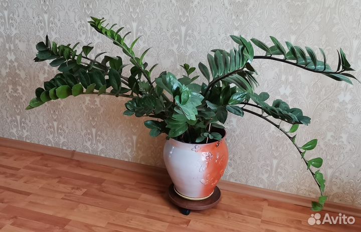 Замиокулькас