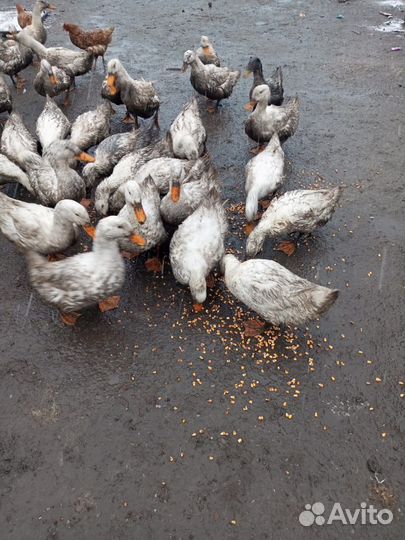 Пекинская утка