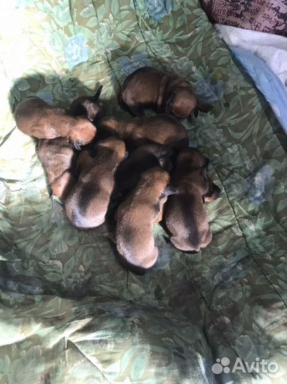 Собаки щенки таксы