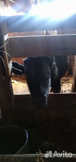 Бычок и телочка