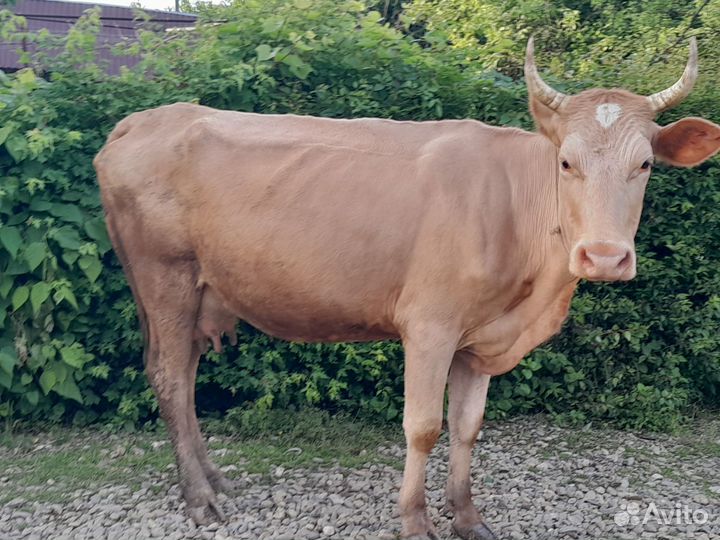 Корова с телёнком