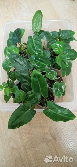 Филодендрон