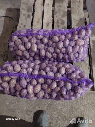 Продам семенной картофель