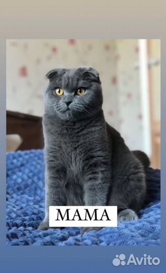 Вислоухие котята