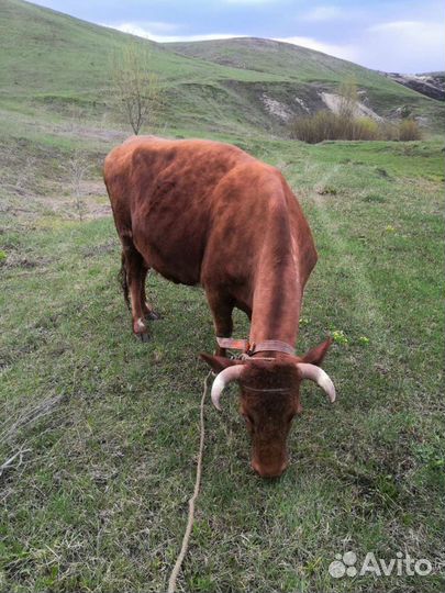 Продаётся Корова