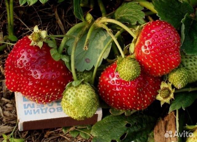 Рассада саженцы клубники Боровицкая