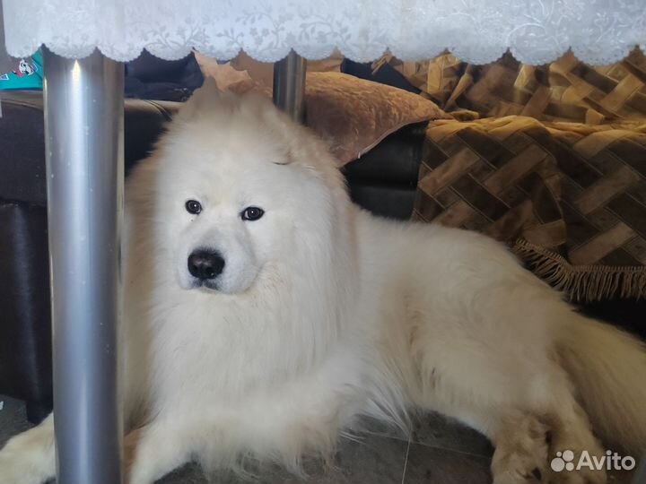 Самоедская лайка