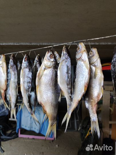 Вобла сушеная