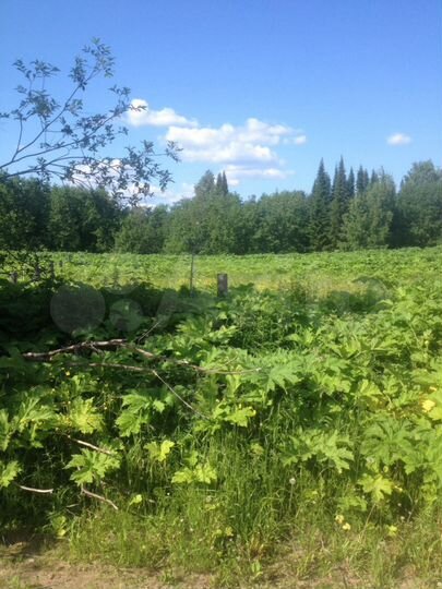 Участок 16 сот. (ИЖС)