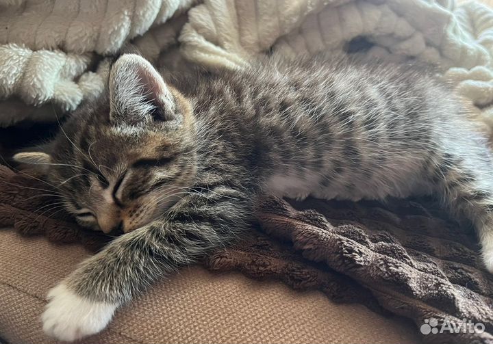 Котята в добрые руки,2 мальчика и 1 девочка