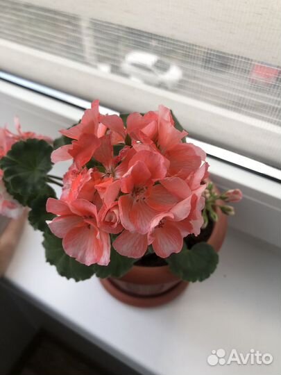 Герань пеларгония