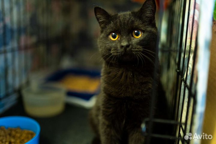 Граф Котякула