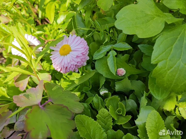 Примулы, маргаритки