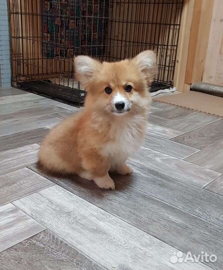 Девочка флаффи