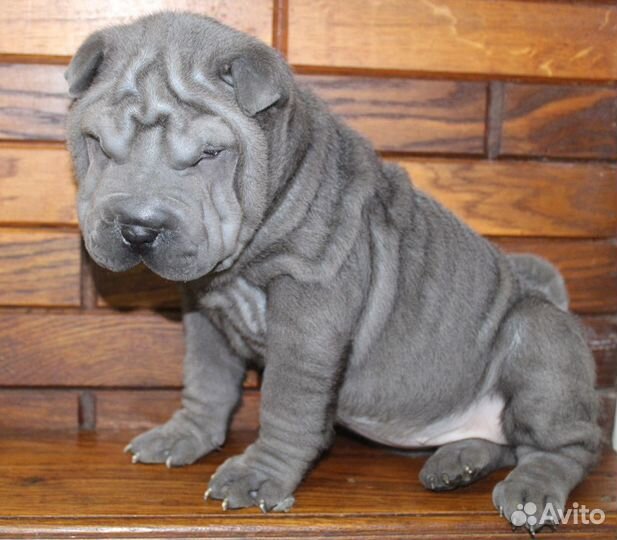 Голубая девочка