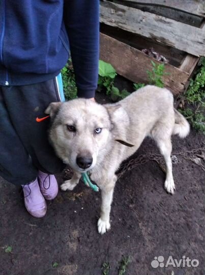 Собака в добрые руки