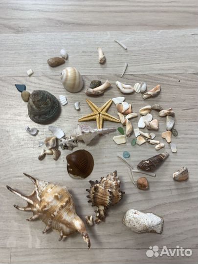 Ракушки и камни