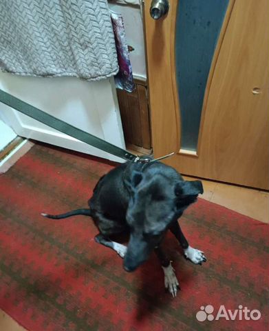 Родезийский риджбек собака 1,5 года объявление продам