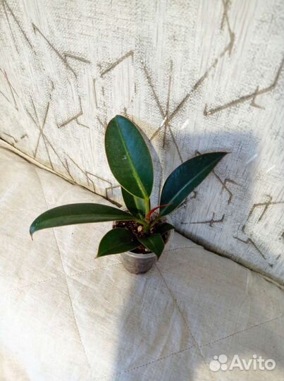 Продам цветы комнатные