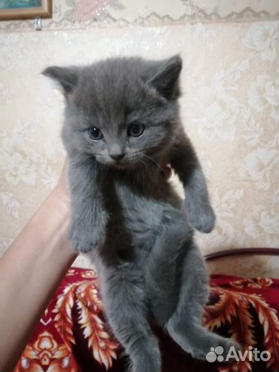 Британская