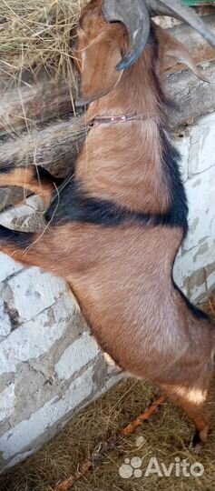 Чешский козёл