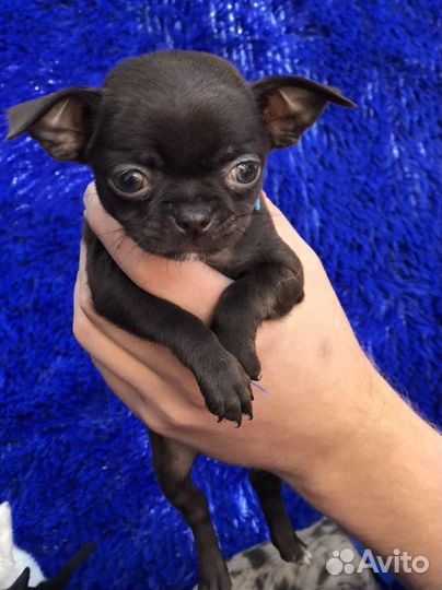 Чихуахуа мини