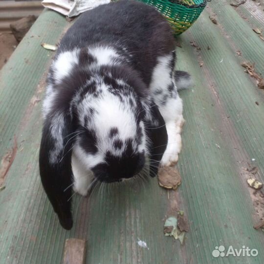 Французский баран