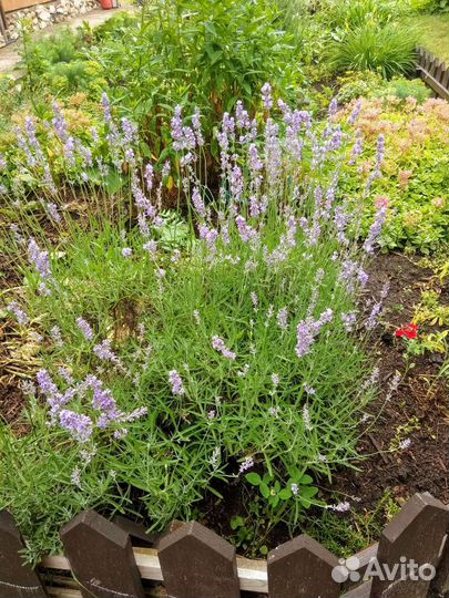 Калина бульденеж. Хосты. Гортензия. Сумах. Лаванда