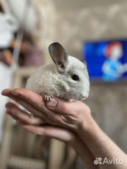 Шиншилла