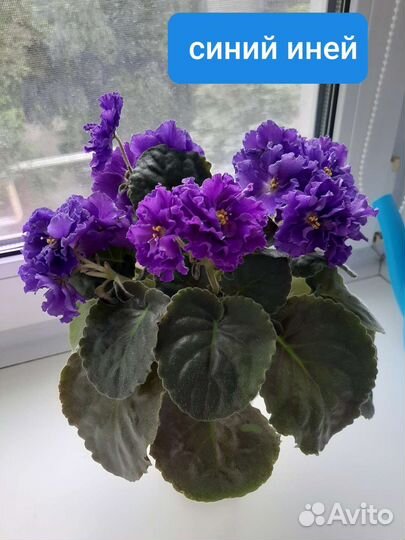 Фиалки сортовые пасынки и детки