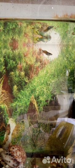 Самочки и мальки гуппи, улитки Красная катушка