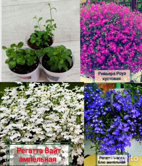 Колеус, статица,лобелия,бархатцы,седум(очиток)