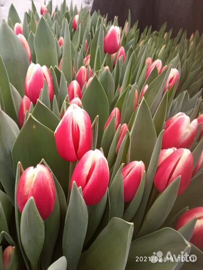 Тюльпаны к 8 марта оптом