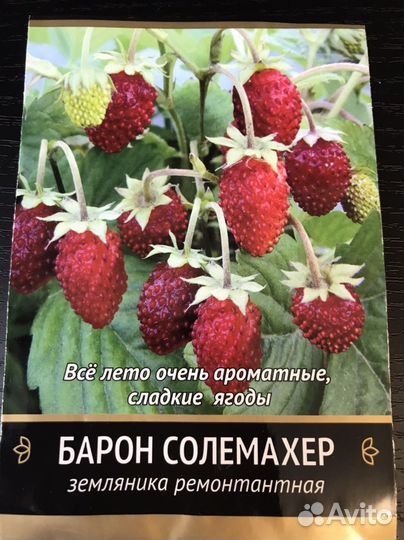 Рассада земляники ремонтантной
