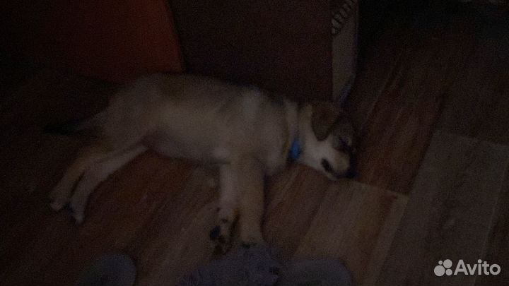 Собака в добрые руки