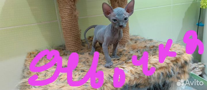 Канадский сфинкс