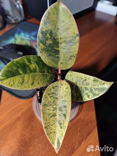 Фикус шривериана