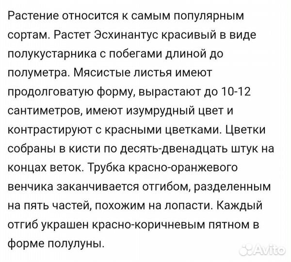 Эсхинантус