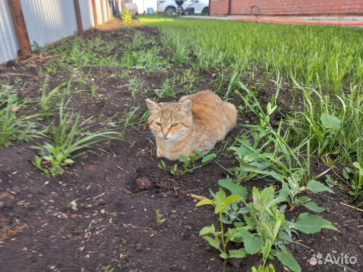 Кошки в добрые руки