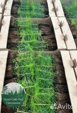 Зкс и окс Сосна Ель Лиственница сеянцы Голуб горн