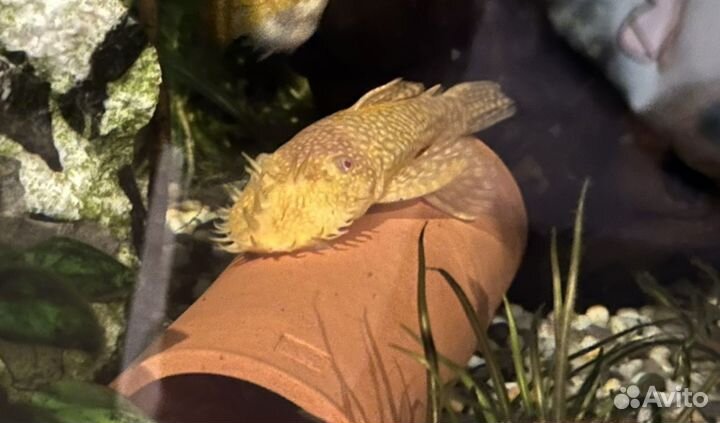 Жёлтый или Золотой Анциструс