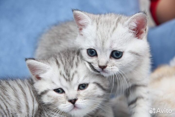 Британские котята