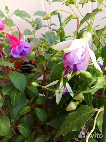 Фуксии сортовые