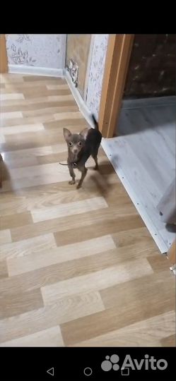 Микро той-терьер